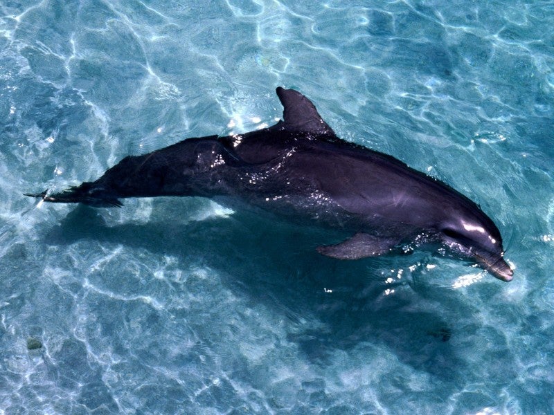 Dolfijn 4