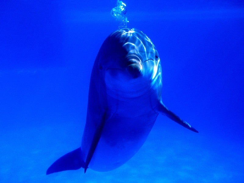 Dolfijn 6