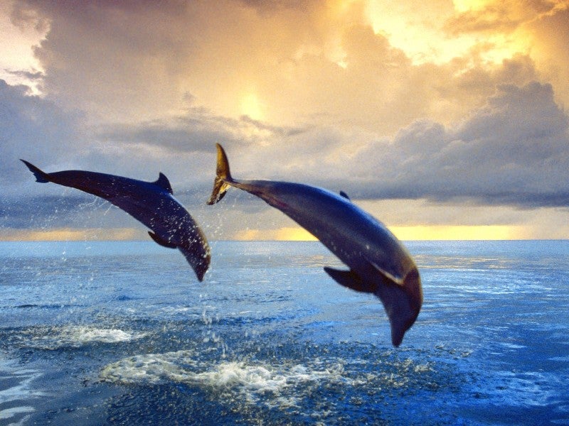 Twee dolfijnen springen