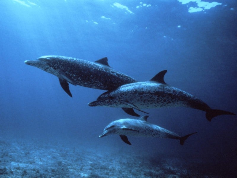 Dolfijnen zwemmen
